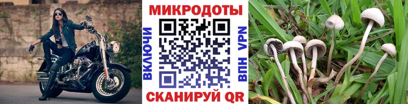 Купить где  Бобров  Псилоцибиновые грибы Psilocybe 